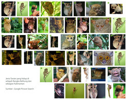 koleksi foto monyet terkecil di dunia dari wilayah Bangka Belitung