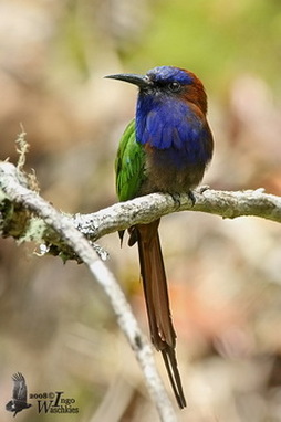 keindahan burung di taman nasional Lore Lindu