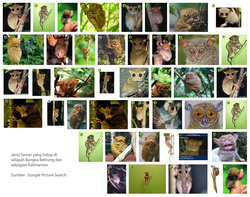 koleksi foto monyet terkecil di dunia yang hidup di wilayah Bangka Belitung